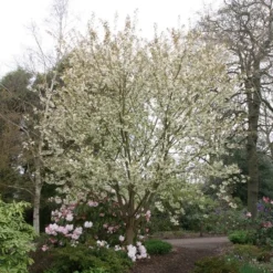 Prunus 'Ukon' 9 Prunus 'Ukon' -Deals Green4Ever Store tr2000003373 card2 lg