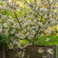 Prunus 'Ukon' 10 Prunus 'Ukon' -Deals Green4Ever Store tr2000003373 card3 lg