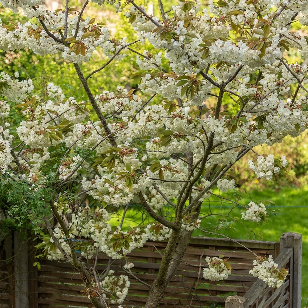 Prunus 'Ukon' 3 Prunus 'Ukon' - Image 3