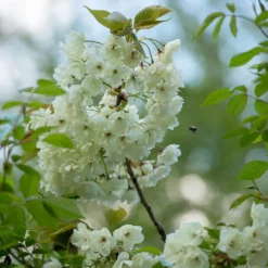 Prunus 'Ukon' 11 Prunus 'Ukon' -Deals Green4Ever Store tr2000003373 card4 lg