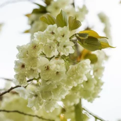 Prunus 'Ukon' 14 Prunus 'Ukon' -Deals Green4Ever Store tr2000003373 card7 lg