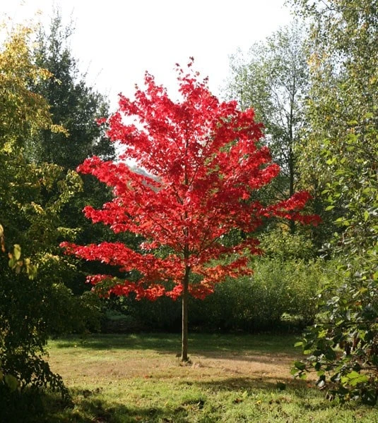 Acer Rubrum 'October Glory' 1 Acer Rubrum 'October Glory'