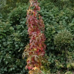 Liquidambar Styraciflua 'Slender Silhouette' -Deals Green4Ever Store tr2000018088 card2 lg