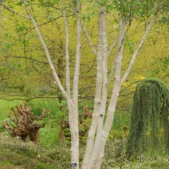 Betula Utilis Subsp. Jacquemontii 'Doorenbos'