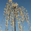 Prunus 'Snow Showers'