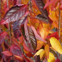 Prunus 'Snow Showers' -Deals Green4Ever Store tr2000018169 card2 lg