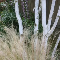 Betula Utilis Subsp. Jacquemontii -Deals Green4Ever Store tr2000029151 card5 lg