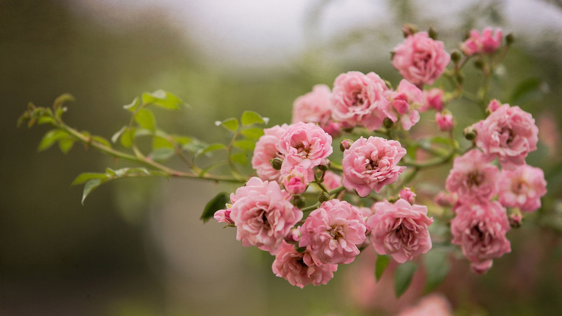 Deals Green4Ever Store -Deals Green4Ever Store wallpaperflare.com wallpaper 2